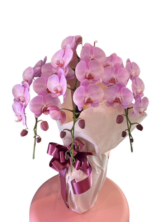 ピンクの胡蝶蘭　大輪３本立て　約30リン以上 (つぼみ込)オープン記念送料・立札無料